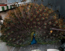 低碳環(huán)保友情漆 孔雀開屏來點(diǎn)贊